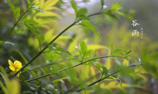 关于谷雨的物候特征 关于谷雨的物候特征有哪些