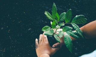 植树节的由来和意义 植树节的由来和意义是什么