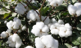 新疆棉花怎么了 新疆棉花怎么一回事