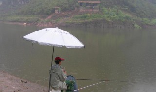 立夏雨天怎么钓鱼（夏天雨季钓鱼方法）