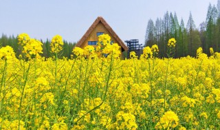 油菜花是什么季节开的（油菜花是什么季节开的金灿灿的）