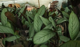 飞羽竹芋的盆栽养护方法 飞羽竹芋怎么养护