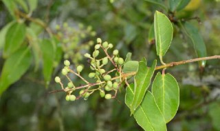 大叶女贞树介绍（大叶女贞树的种植方法）