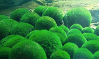 球藻怎么养 球藻怎么养好看