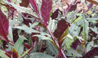 紫背菜怎么种 紫背菜怎么种植方法