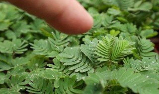 怎样种植含羞草 种植含羞草的注意事项