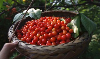 山樱桃的吃法 山樱桃的营养价值与食用功效
