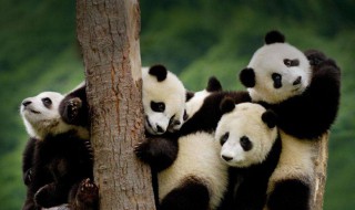 大熊猫生活在哪里 大熊猫生活在哪里20字