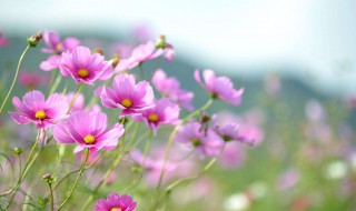 格桑花花语（黄色格桑花花语）