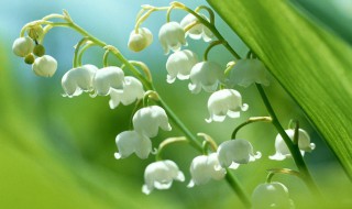 白色铃兰花象征着什么（白色铃兰花的花语是什么）