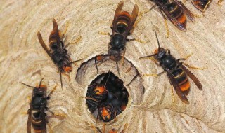 马蜂蛰了判断有无刺 被蜜蜂叮后有个圆形白斑