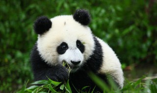 大熊猫的特点和爱好（大熊猫的特点和爱好和外形）