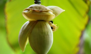 芭蕉心可以吃吗 芭蕉心可以直接吃吗