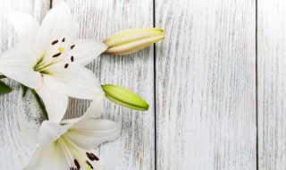 白色百合花的花语 白色百合花的花语和寓意白荷花的寓意