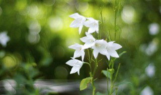 白桔梗花的花语 白桔梗花的花语和寓意是什么