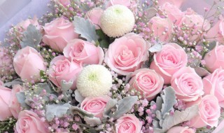 粉红雪山玫瑰花语 粉红雪山玫瑰花语含义
