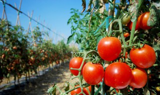 番茄种子育苗方法全过程（番茄种子育苗方法全过程图片怎么画）