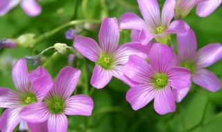 苜蓿花花语（苜蓿花花语和寓意）