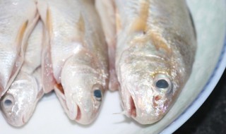 钱鱼和胡子鱼的区别 钱鱼和胡子鱼的区别在哪里