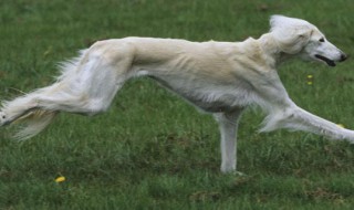 萨路基猎犬饲养方法 萨路基猎犬多少钱一只