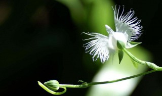 白鹭花的花语寓意及其传说 白鹭的代表花是什么