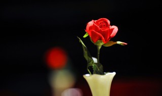 玫瑰花最经典的诗句 玫瑰花最经典的诗句,词语