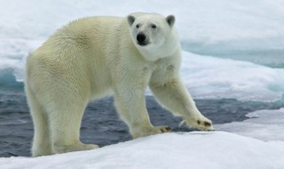 北极熊的知识介绍（北极熊的知识介绍50字）