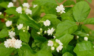 茉莉花是什么时候开花的 茉莉花是什么时候开花的是什么季节