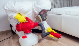怎么清理家里的蚂蚁 怎么清理家里的蚂蚁最干净