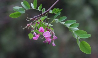 紫槐花能吃吗 紫槐花能吃吗紫槐花有香气吗