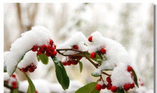 瑞雪兆丰年是成语吗 瑞雪兆丰年是成语吗还是词语