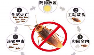 如何滅蟑螂 家庭如何滅蟑螂