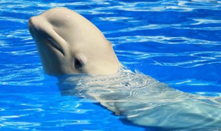 白鲸为什么会冲人张嘴 蓝鲸真实图片吓死人了