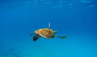 乌龟在水下用什么呼吸 乌龟在水里和在陆地怎么呼吸
