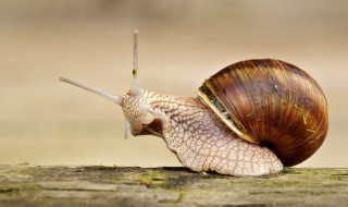 蜗牛的特点（蜗牛的特点是什么）