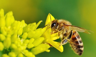 蜜蜂的繁殖方式和方法 蜜蜂的繁殖方式和方法有哪些