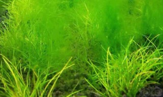 为什么水绵是藻类植物 水绵是不是藻类植物