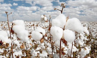 新疆棉花事件对中国纺织业有什么影响 新疆棉花事件对中国纺织业有哪些影响