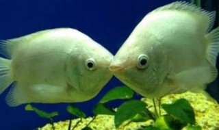 接吻鱼为什么容易死 接吻鱼为什么会饿死