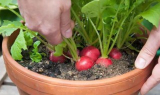 萝卜种子种植方法和注意事项（萝卜种子种植方法和注意事项有哪些）