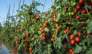 瀑布西红柿的种植方法（瀑布西红柿的种植方法和技术）