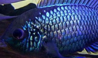蓝宝石鱼的饲养技术（蓝宝石鱼好养吗）