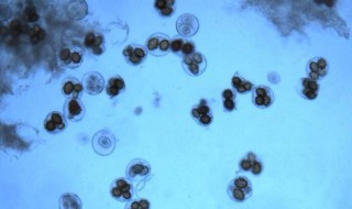 酵母菌从繁殖方式分为几类
