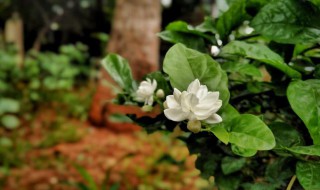 茉莉花种植注意事项（茉莉花种植注意事项和细节）