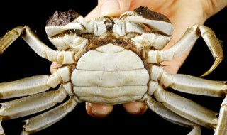 螃蟹一般蒸多长时间能熟能吃（螃蟹一般蒸多久能熟）