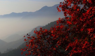 霜叶红于二月花是什么季节（霜叶红于二月花是什么季节的景色）