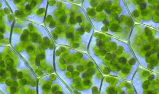 葉綠素的作用 葉綠素的作用高中生物光合作用