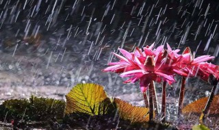 梅雨季节什么时候（梅雨季节什么时候到）