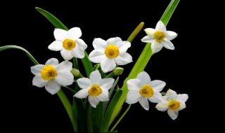 关于水仙花的知识 关于水仙花的知识资料
