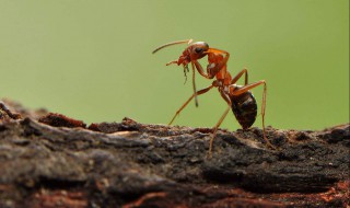 怎么驱走屋子的蚂蚁（怎么驱走屋子的蚂蚁呢）